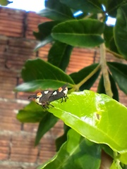 Enchophyllum quinquemaculatum