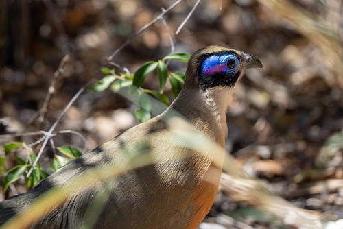 Giant Coua