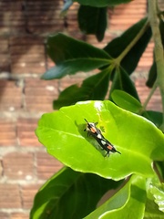 Enchophyllum quinquemaculatum