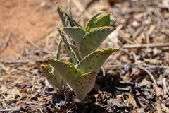 Kalanchoe gastonis-bonnieri image