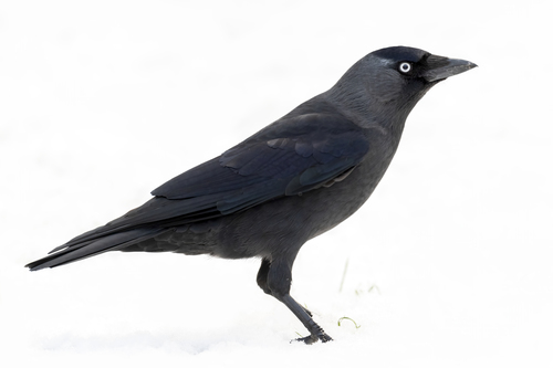 Foto de Western Jackdaw