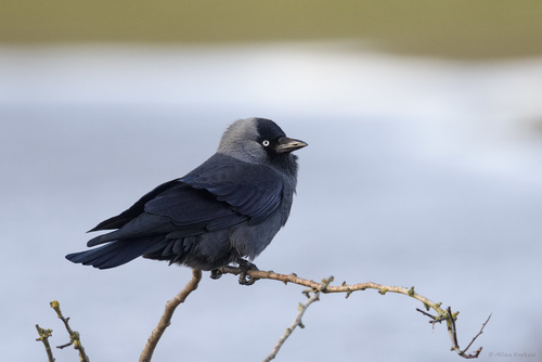 Eurasian Jackdaw, photo 9 of 10