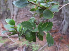 Nothofagus