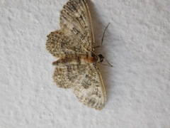 Geometridae