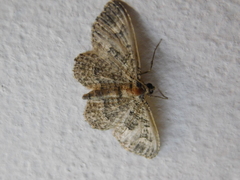 Geometridae