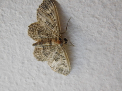 Geometridae