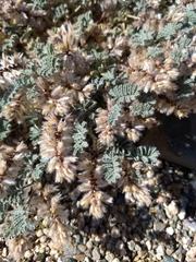 Dalea mollissima