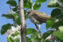 Acrocephalus dumetorum