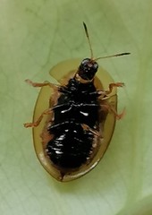 Aspidimorpha strigosa