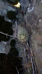 Trichocereus candicans