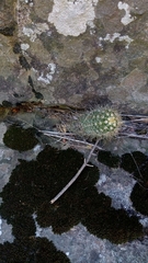 Trichocereus candicans