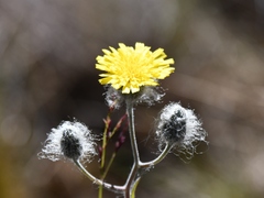 Hieracium erianthum