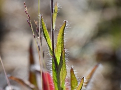 Hieracium erianthum