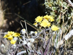 Hieracium erianthum