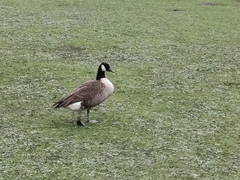 Branta canadensis