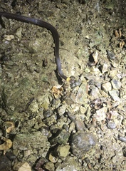 Enulius flavitorques