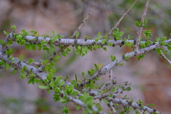 Boscia foetida foetida
