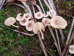 Lactarius griseus