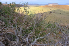 Boscia foetida foetida