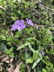 Phlox divaricata laphamii