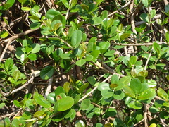 Ficus microcarpa latifolia