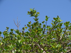 Ficus microcarpa latifolia