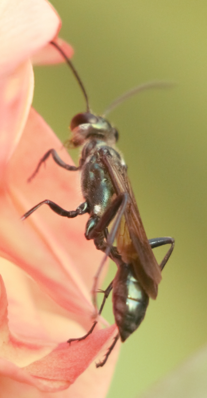 Chalybion bengalense (Dahlbom, 1845)
