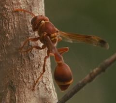 Ropalidia marginata