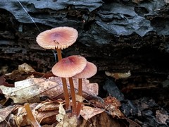 Mycena atkinsoniana