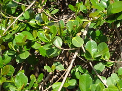 Ficus microcarpa latifolia