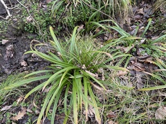 Carex strigosa