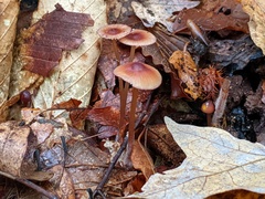 Mycena atkinsoniana