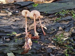 Mycena atkinsoniana
