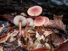 Mycena atkinsoniana