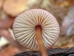Mycena atkinsoniana