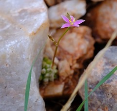 Anacampseros baeseckei