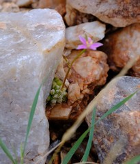 Anacampseros baeseckei