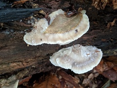 Postia tephroleuca