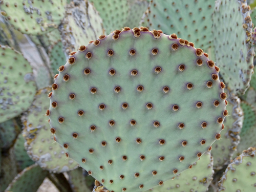 Blind Pricklypear