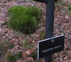 Dicranoloma robustum