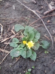 Ficaria verna