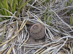 Mammillaria grusonii