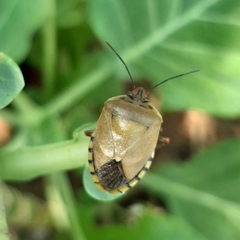 Chinavia erythrocnemis