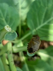 Chinavia erythrocnemis