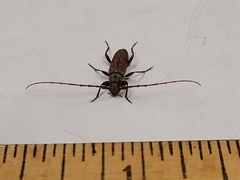 Opsimus quadrilineatus