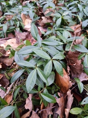 Vinca minor