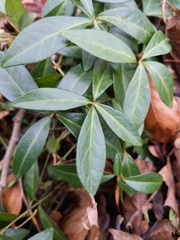 Vinca minor