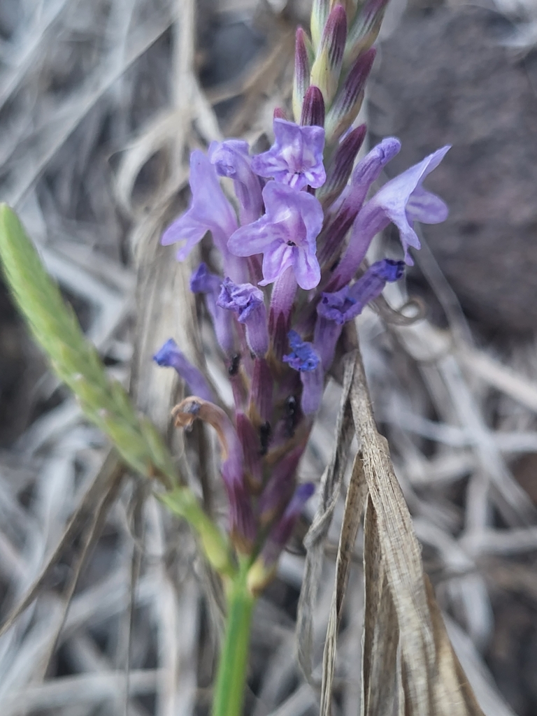 Lavandula coronopifolia (Lavandula coronopifolia)