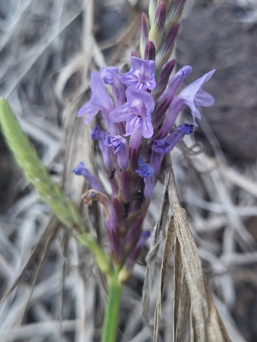Image of Lavandula coronopifolia by (c) Jacek Pietruszewski, some rights reserved (CC BY)