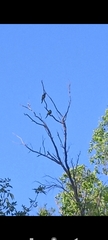 Psittacara leucophthalmus